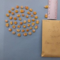 CIMMYTMA 7524 - Reference inventory.jpg