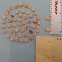 CIMMYTMA 5170 - Reference Inventory.jpg