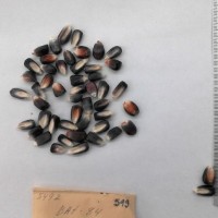 CIMMYTMA 549 - Reference Inventory.jpg