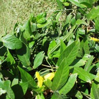 Centrosema macrocarpum 10909 pod (2).JPG