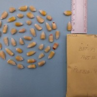 CIMMYTMA 7632 - Reference inventory.jpg