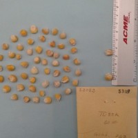 CIMMYTMA 5308 - Reference Inventory.jpg