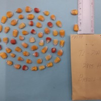 CIMMYTMA 7459 - Reference inventory.jpg