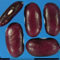 G4583 seed.jpg