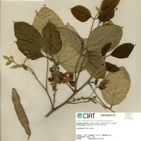 18516 herbarium