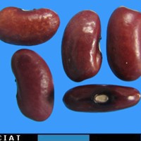 G52042 seed.jpg