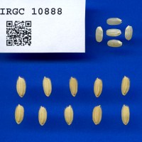 IRGC 10888 Seed Photo