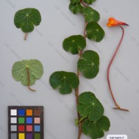 CIP 203057 Herbarium