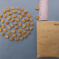 CIMMYTMA 7802 - Reference inventory.jpg