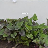 CIP 400887 (plant).jpg