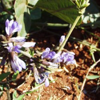 Calopogonium caeruleum 11180 flower.JPG