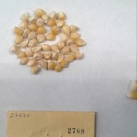 CIMMYTMA 2769 - Reference Inventory.jpg