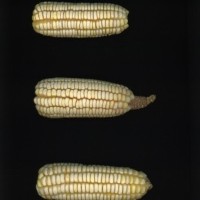 CIMMYTMA 7332 SONO 156 AF21A 0903 13 E12860 _compress.jpg