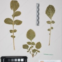 CIP 761455_OCH 12093_03.jpg