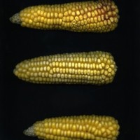 CIMMYTMA 16992 ECUA 756 TC19U-2903-7 E0 _Ready.jpg