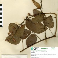 18124 herbarium