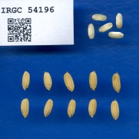 IRGC 54196 Seed Photo