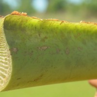 6.3.4 - Petiole margins