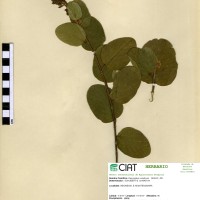 23083 herbarium