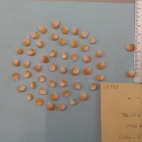 CIMMYTMA 5372 - Reference Inventory.jpg