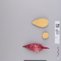 CIP 421007 (root).jpg