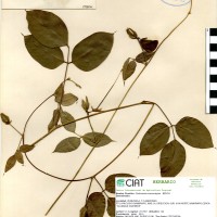 15806 herbarium