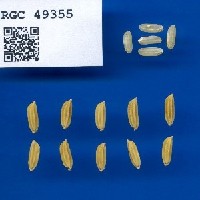 IRGC 49355 Seed Photo