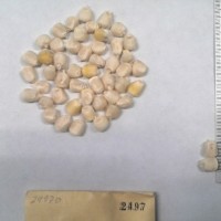 CIMMYTMA 2497 - Reference Inventory.jpg