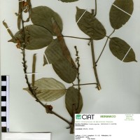 22400 herbarium