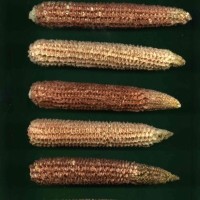 CIMMYTMA 30527 PHIL10290 PV19A-1902-2 C.jpg