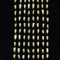 CIMMYTMA 217 MORE 17 AF18A-0903-110 K.jpg