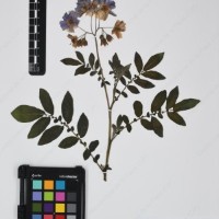 CIP 760340_HHCH 5072_03.jpg