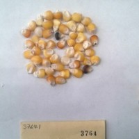 CIMMYTMA 3764 - Reference Inventory.jpg