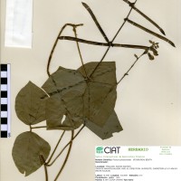 22106 herbarium