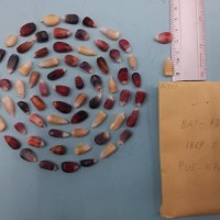 CIMMYTMA 7685 - Reference inventory.jpg