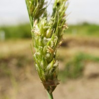 Ech stagnina 15696-flower.JPG