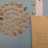 CIMMYTMA 5932 - Reference Inventory.jpg