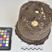 CIP765859_RPSP 181_Tb.JPG