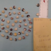 CIMMYTMA 5842 - Reference Inventory.jpg