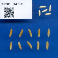 IRGC 84391 Seed Photo