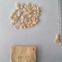 CIMMYTMA 3 - Reference Inventory.jpg