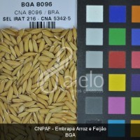 BRA00006792-6.JPG