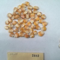 CIMMYTMA 2882 - Reference Inventory.jpg