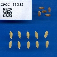IRGC 93382 Seed Photo