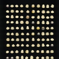 CIMMYTMA 6884 DURA 154 PV22A-1903-148 K2640 _compress.jpg