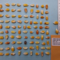 CIMMYTMA 16465 - Reference Inventory.jpg