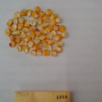 CIMMYTMA 4960 - Reference Inventory.jpg