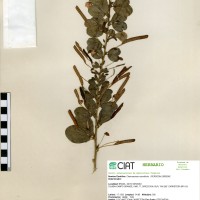 9760 herbarium