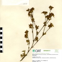 11539 herbarium