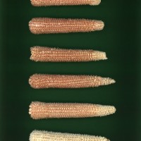 CIMMYTMA 26975 AGUC 79 BA22U-2903-42 C.jpg